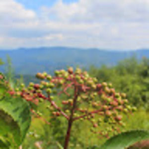 Meet your Posher, Calli